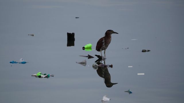 Tak plastik zabija całe populacje dzikich zwierząt. „Chodzące trupy”