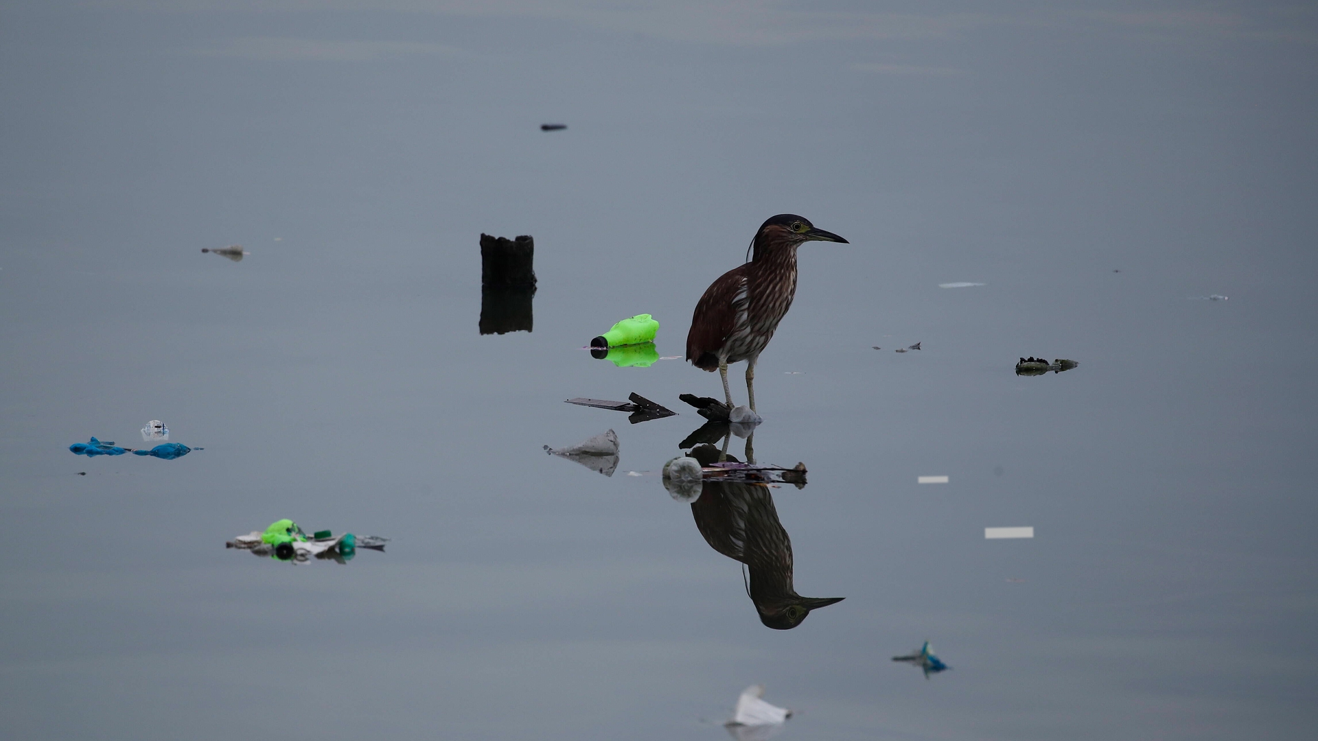 Tak plastik zabija całe populacje dzikich zwierząt. „Chodzące trupy”