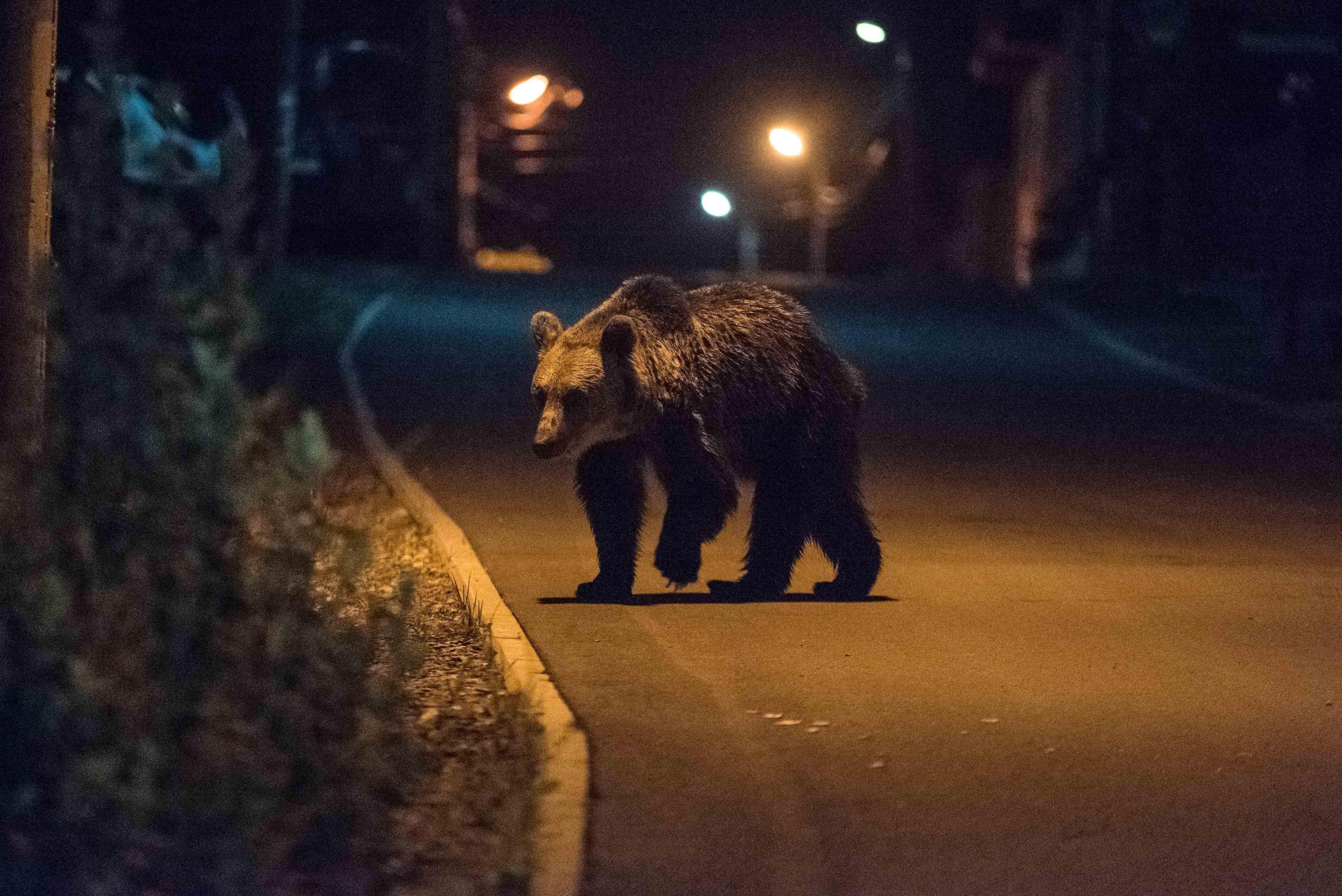 Od misia do bestii. Jak dzikie zwierzęta padają ofiarą dezinformacji